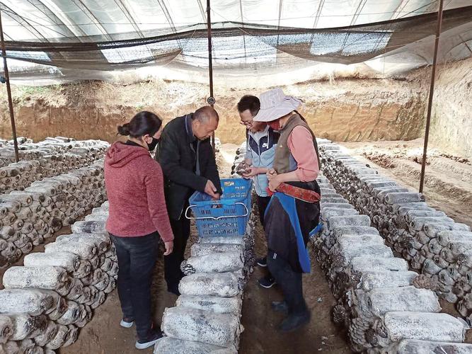 尕楞乡洛哇村成立了菌类种植专业合作社推行"贫困户 基地 合作社"的