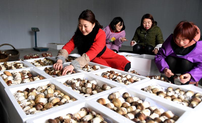 陕西西乡:食用菌种植促增收_图片新闻_中国政府网