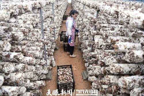 贵州安龙:食用菌种植助力乡村振兴