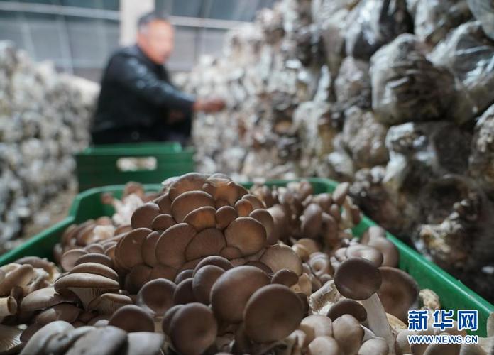 2月24日,新河县新河镇六户村食用菌种植合作社的社员在大棚内采摘