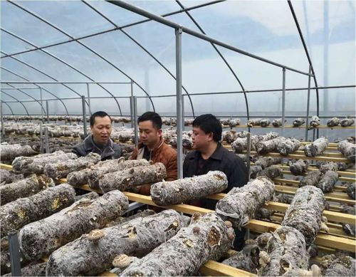 食用菌团队在印江县木黄镇讲解花菇催化管理技术(图片由受访者提供)