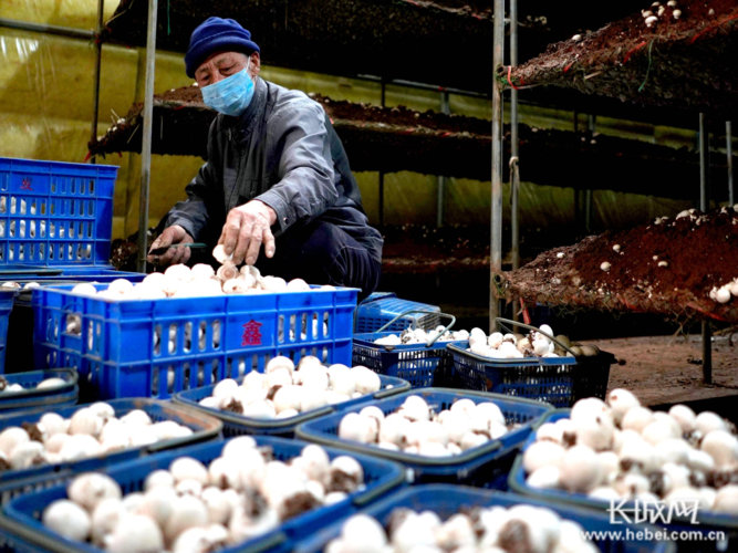 内丘县广乐食用菌种植基地员工在大棚里整理刚采摘的双孢菇.