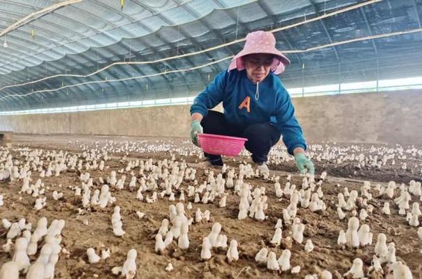 新疆新源县:食用菌种植成为农民增收的"金钥匙"